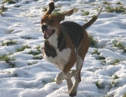 Beverley Boxing Day Hunt by Roger Spink