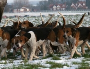 Beverley Boxing Day Hunt by Roger Spink