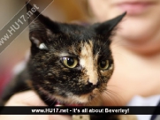 Beverley Cat Show @ The Memorial Hall