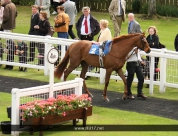 Beverley Races