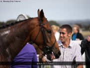 Beverley Races