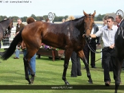 Beverley Races