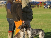 Boxing Day Hunt On The Beverley Westwood