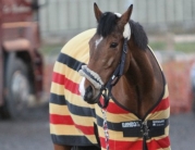 British Showjumping