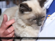 Cat Show in Beverley