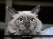 Cat Show in Beverley