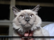 Cat Show in Beverley