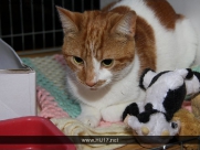 Cat Show in Beverley