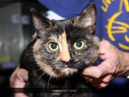 Cat Show in Beverley