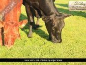 cows-014