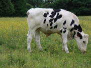 Beverley Westwood Cows