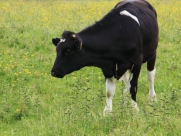 Beverley Westwood Cows