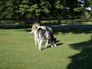 Beverley Westwood Cows