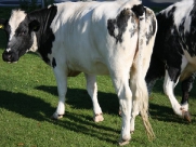 Beverley Westwood Cows