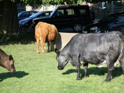 Beverley Westwood Cows