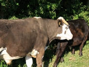 Beverley Westwood Cows