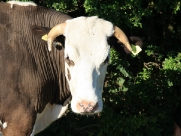 Beverley Westwood Cows