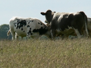 Beverley Westwood Cows