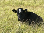 Beverley Westwood Cows