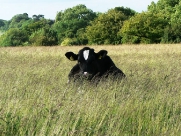 Beverley Westwood Cows