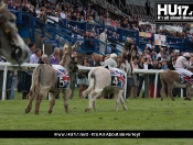 Diamond Jubilee Donkey Derby @ Beverley Racecourse