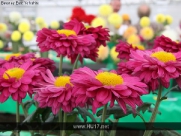 Flower and Vegetable Show