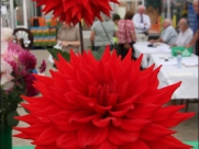 Flower and Vegetable Show