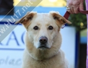 Hearing Dogs Successful Day at the Races