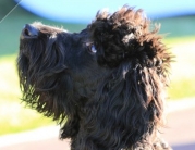 Hearing Dogs Successful Day at the Races