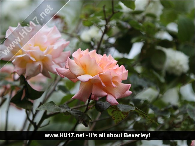 Interview: Bill Rice | HU17.net – It’s all about Beverley!