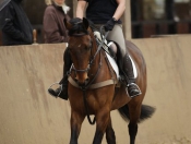 Olympian Blyth Tait Proves Popular At Tickton Hall Stables