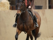 Olympian Blyth Tait Proves Popular At Tickton Hall Stables