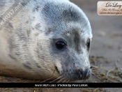 Donna Nook Seals By Paul Linton