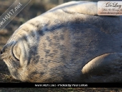 Donna Nook Seals By Paul Linton