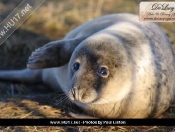 Donna Nook Seals By Paul Linton