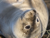 Donna Nook Seals By Paul Linton