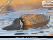 Donna Nook Seals By Paul Linton