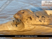 Donna Nook Seals By Paul Linton