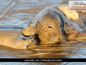 Donna Nook Seals By Paul Linton