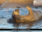 Donna Nook Seals By Paul Linton