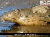 Donna Nook Seals By Paul Linton