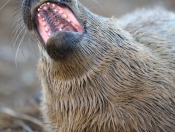 Donna Nook Seals By Paul Linton