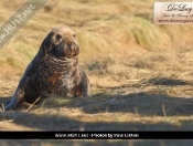 Donna Nook Seals By Paul Linton