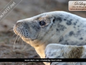 Donna Nook Seals By Paul Linton