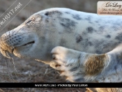 Donna Nook Seals By Paul Linton