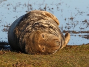 Donna Nook Seals By Paul Linton