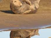 Donna Nook Seals By Paul Linton