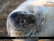 Donna Nook Seals By Paul Linton