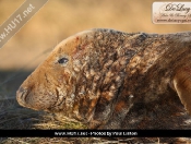 Donna Nook Seals By Paul Linton