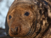 Donna Nook Seals By Paul Linton